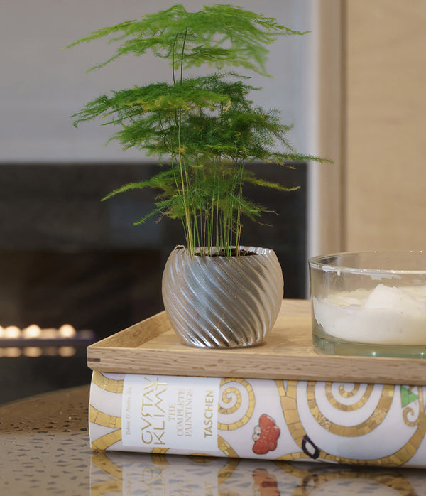 Mandala Planter Clear