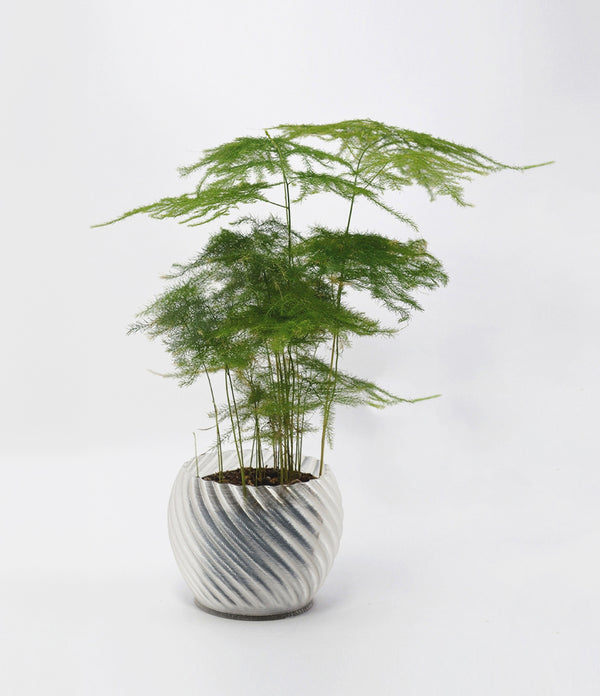 Mandala Planter Clear