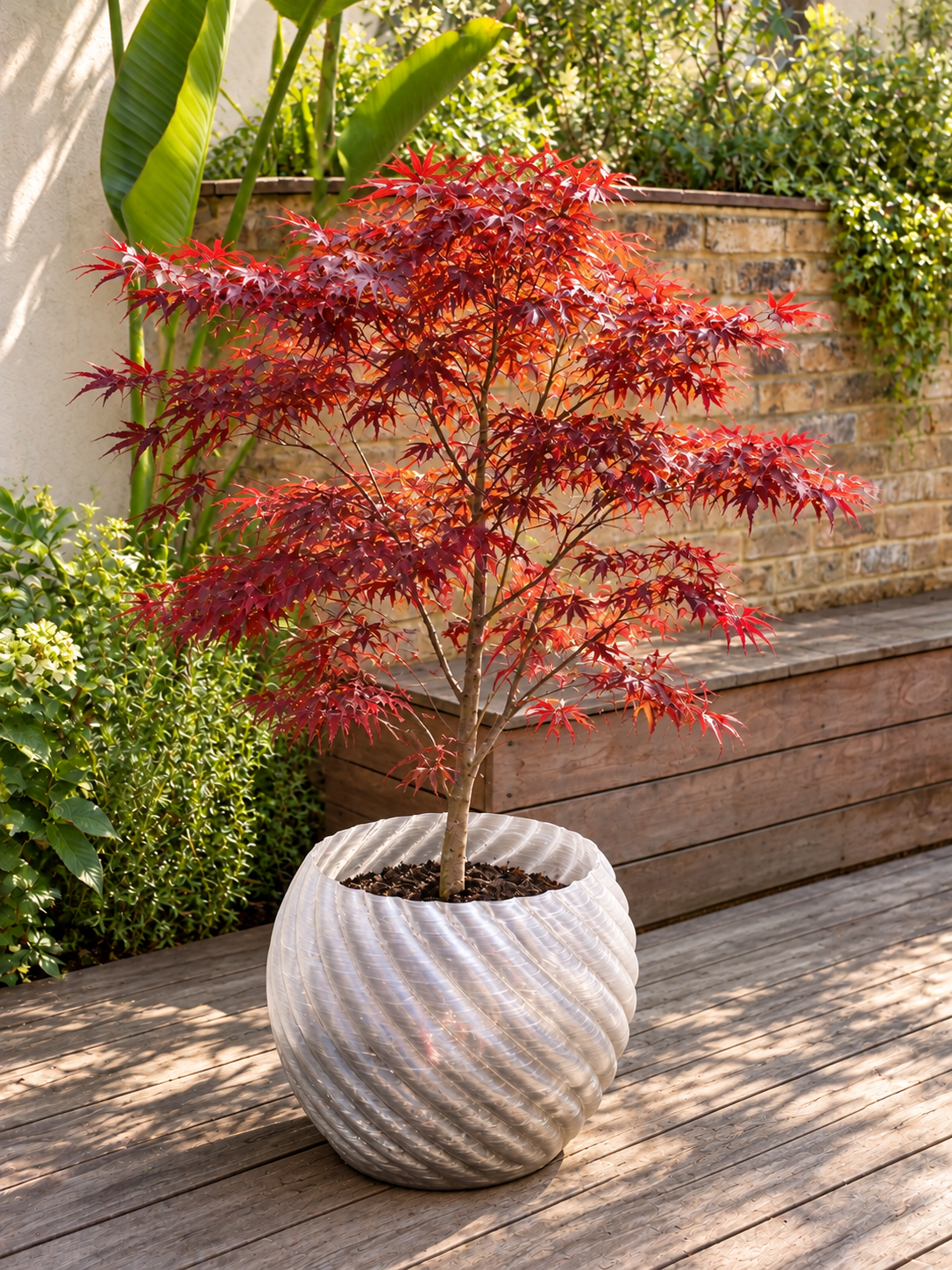 Clear Mandala planter with red Japanese maple, garden styling visual. Plant not included.