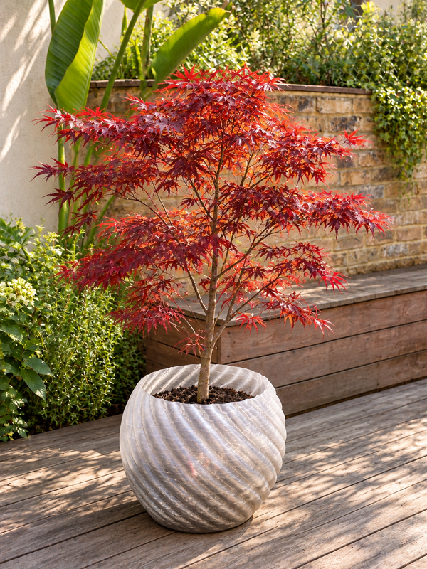 Clear Mandala planter with red Japanese maple, garden styling visual. Plant not included.