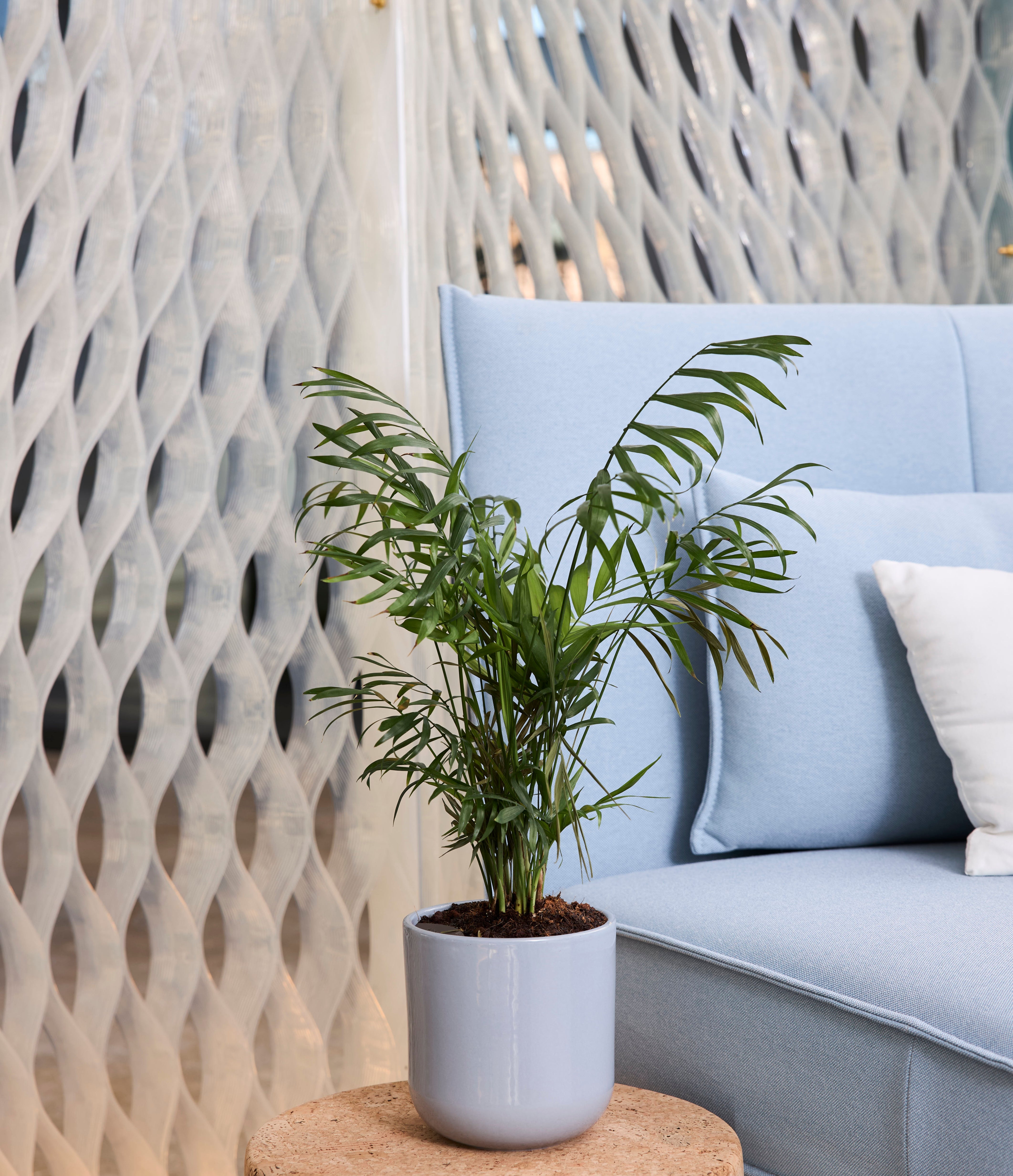 Alvea – Clear Partitions