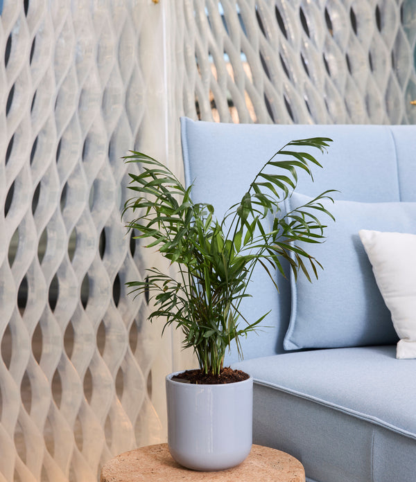 Alvea – Clear Partitions