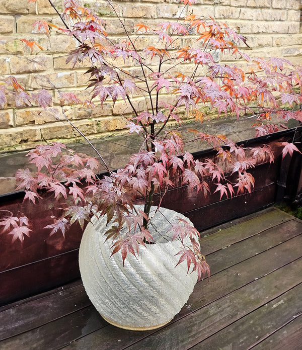 Mandala Clear Extra Large Planter